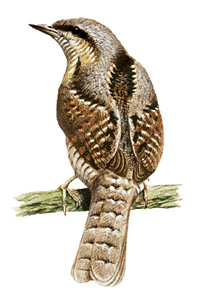 European wryneck