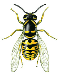 Queen yellow jacket