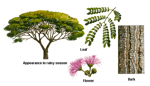 Rain tree