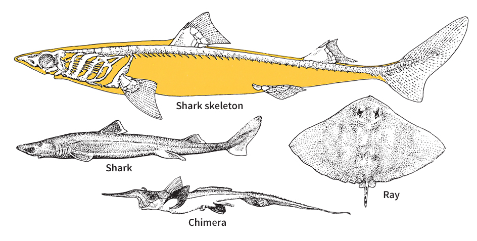 Sharks, chimaeras, and rays