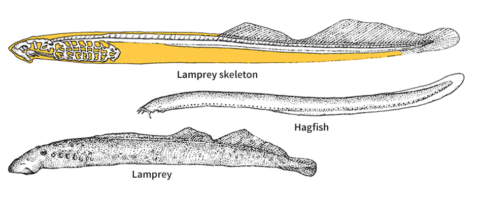 Lampreys and hagfish