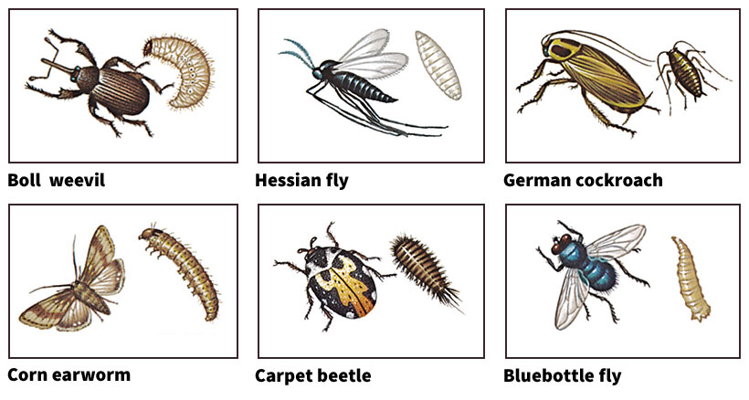 Some common insect pests