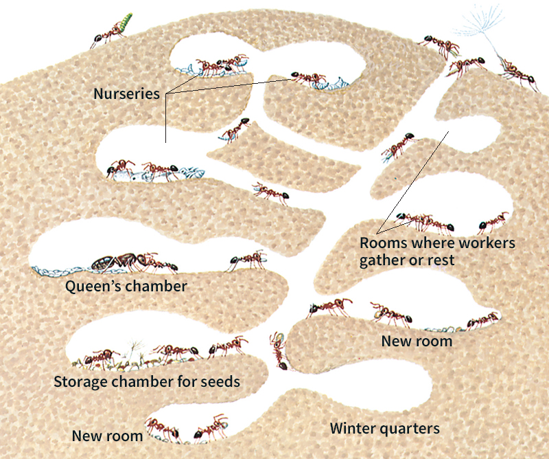 Inside an ant nest