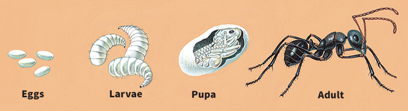 Life cycle of ants