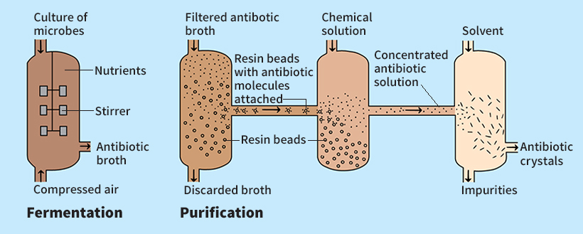 How antibiotics are produced