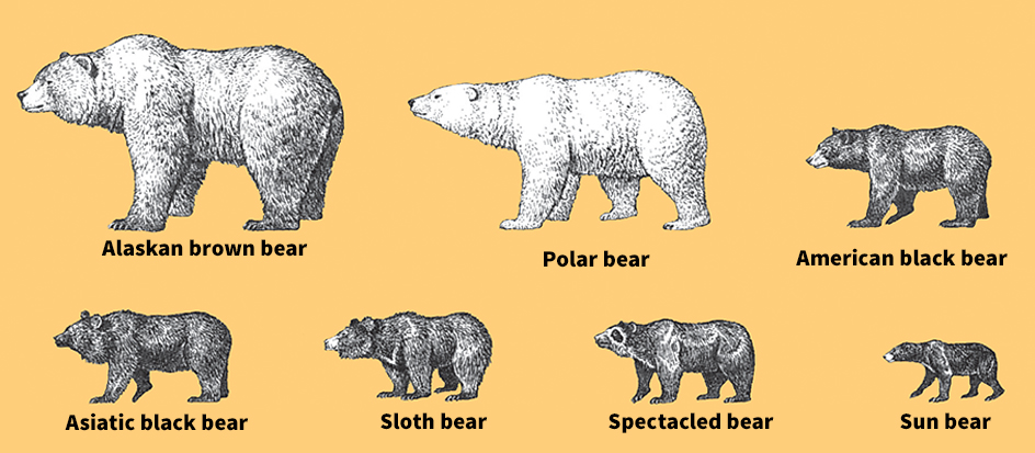 Shapes and sizes of bears