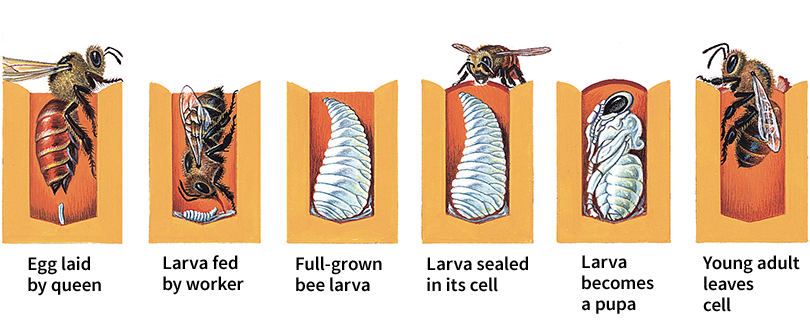 Stages in the life of a bee