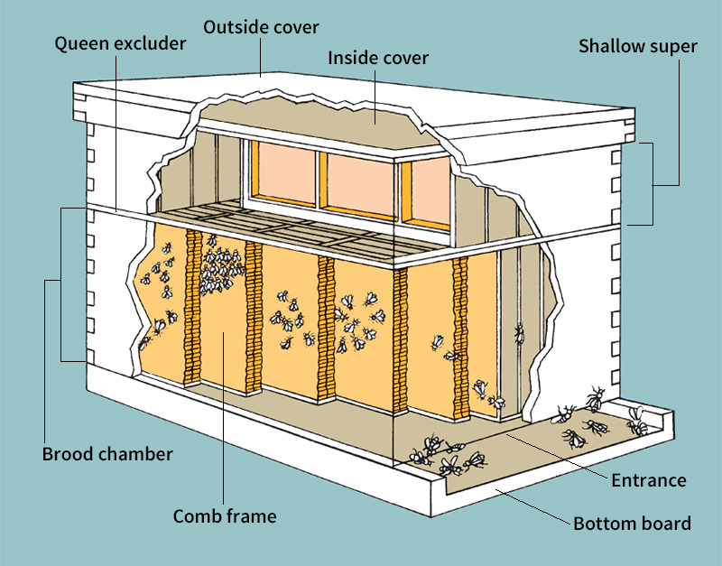 Standard hive