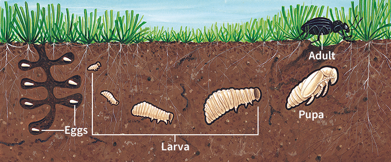 Life cycle of a beetle