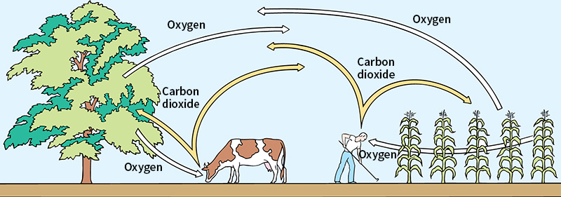 Carbon dioxide in the air