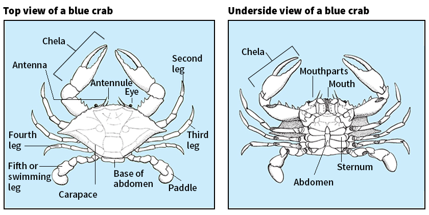 Body of a blue crab