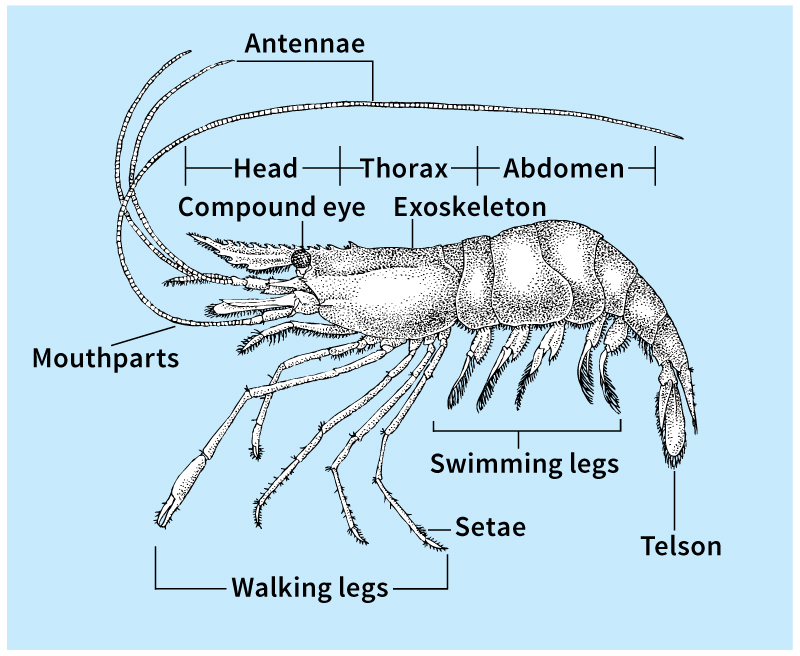 Body of a crustacean