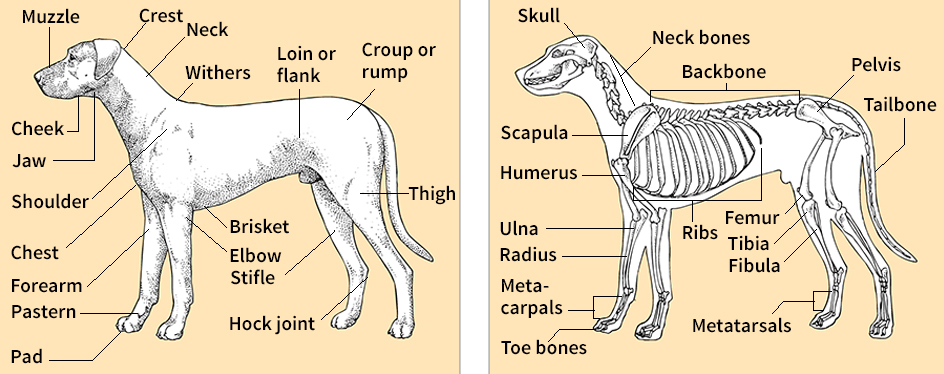 Body and skeleton of a dog