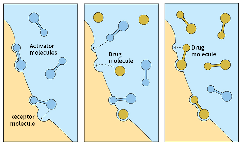 How the receptor theory explains drug action