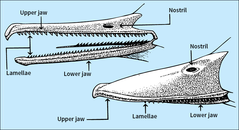 Two types of duck bills