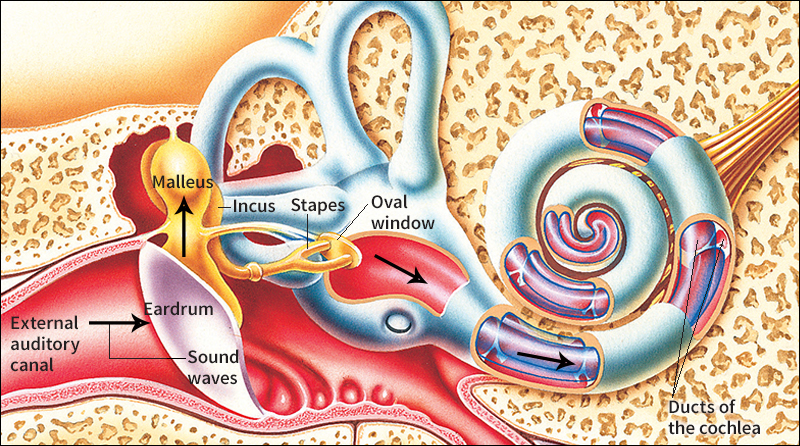 How sounds travel to the inner ear