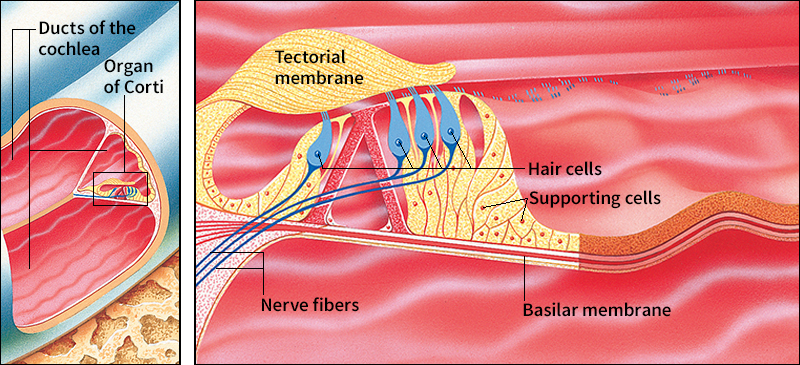 How the ear changes sounds into nerve impulses