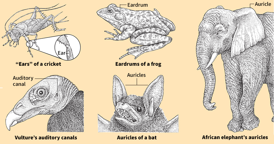 Ears of various animals