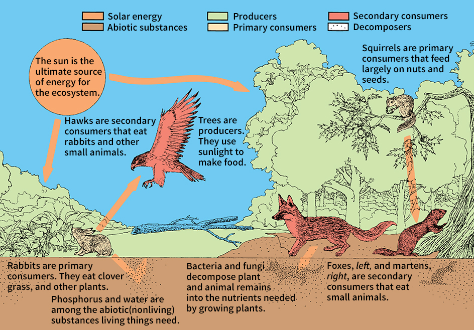 Ecosystem