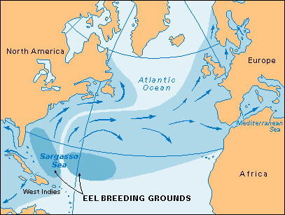 Eel breeding grounds