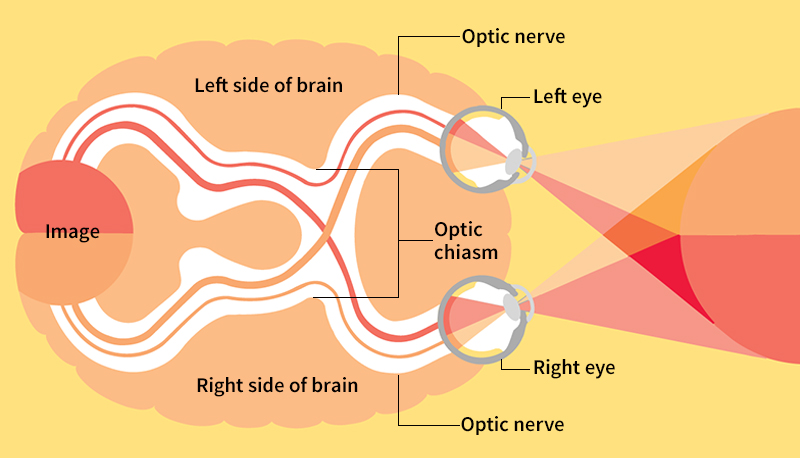 How we see in depth