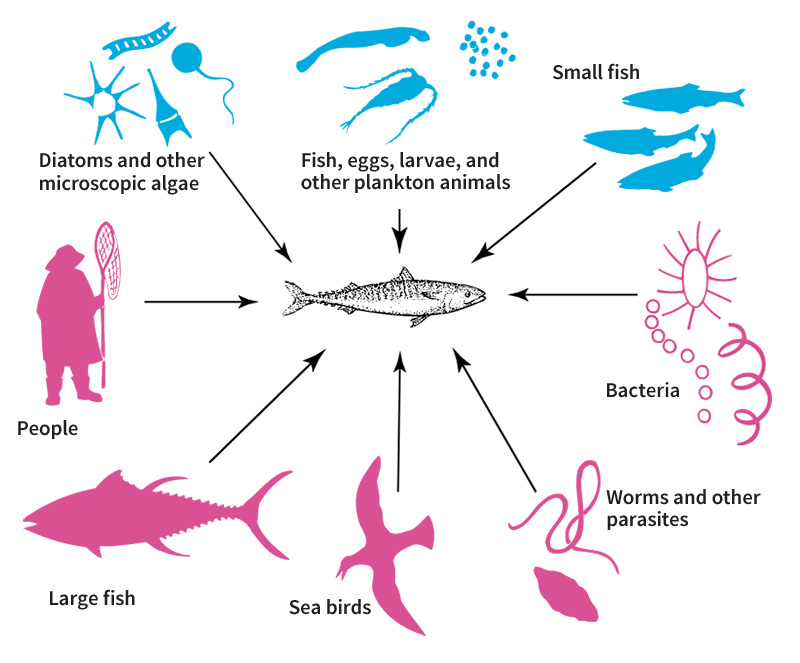 Fish in the balance of nature