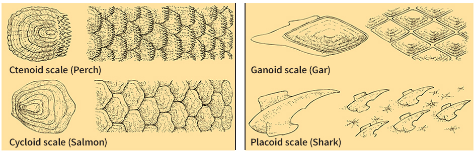 Kinds of fish scales