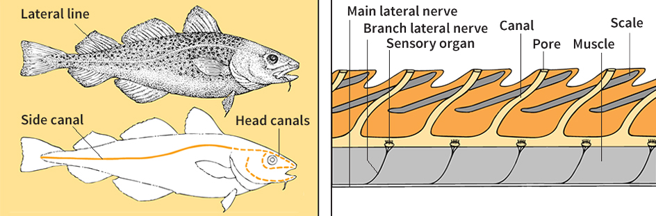 Lateral line system