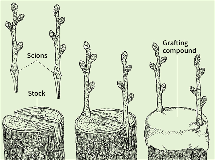 Cleft grafting