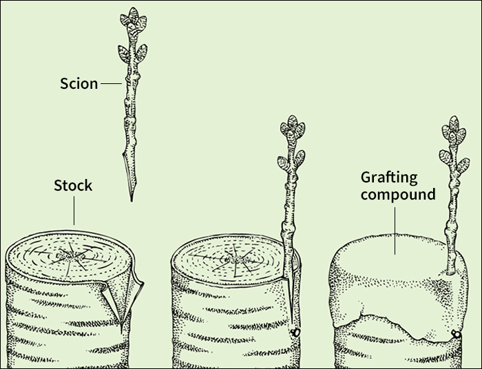 Bark grafting