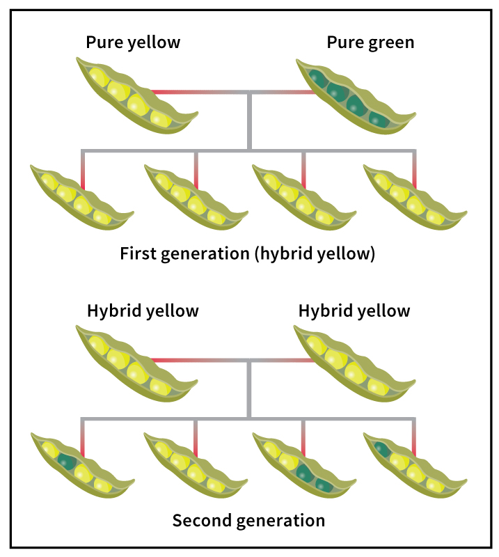 Mendel's experiments on heredity