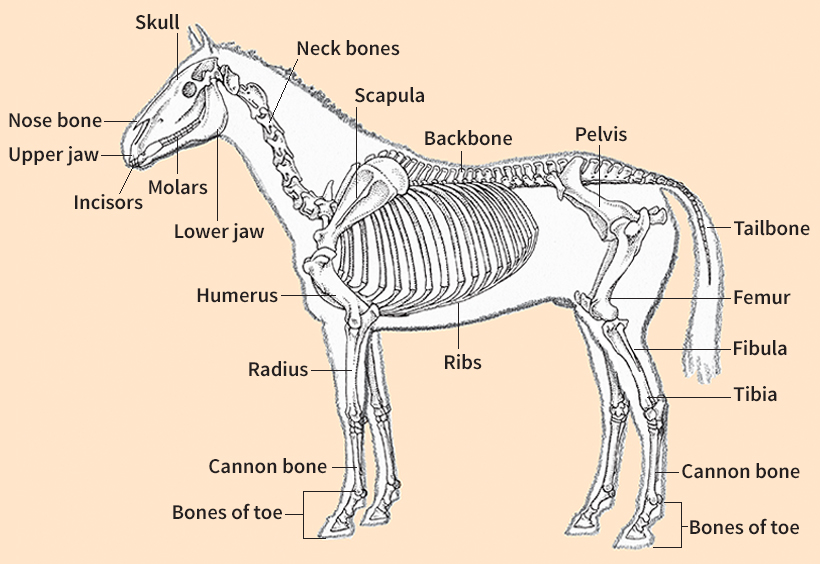 Skeleton of a horse