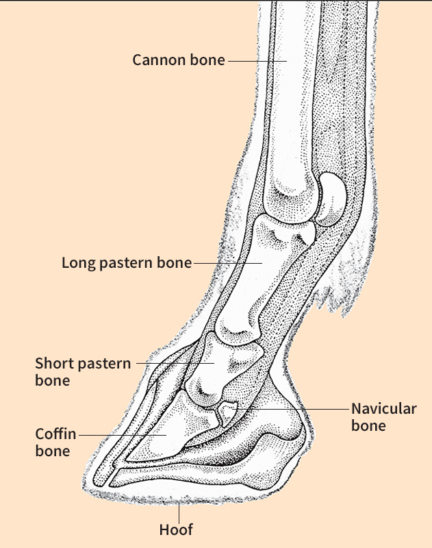 Foot of a horse