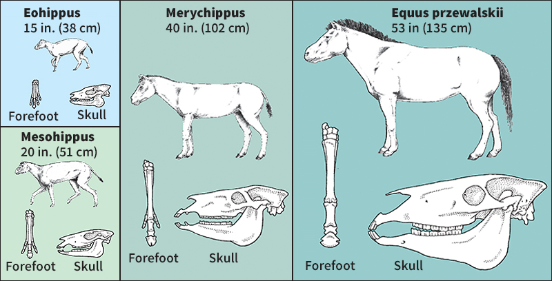 Development of the horse