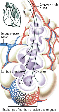 Exchange of carbon dioxide and oxygen