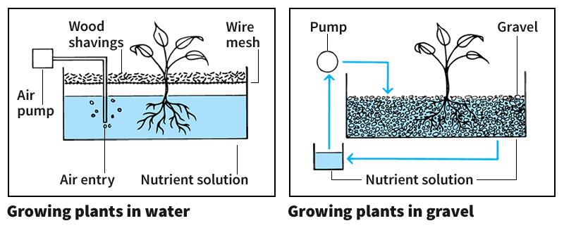 Growing plants by hydroponics