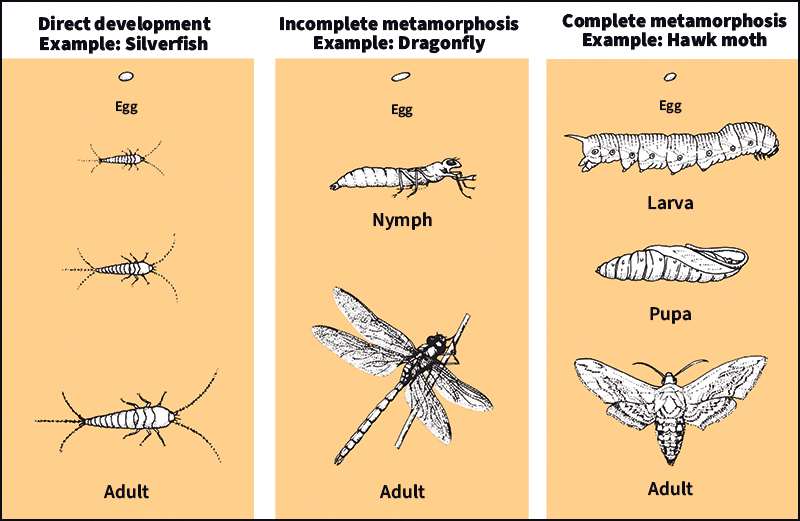 Three patterns of insect growth