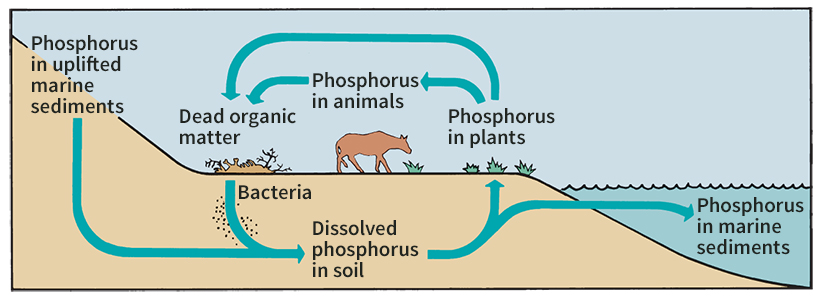 Phosphorus cycle