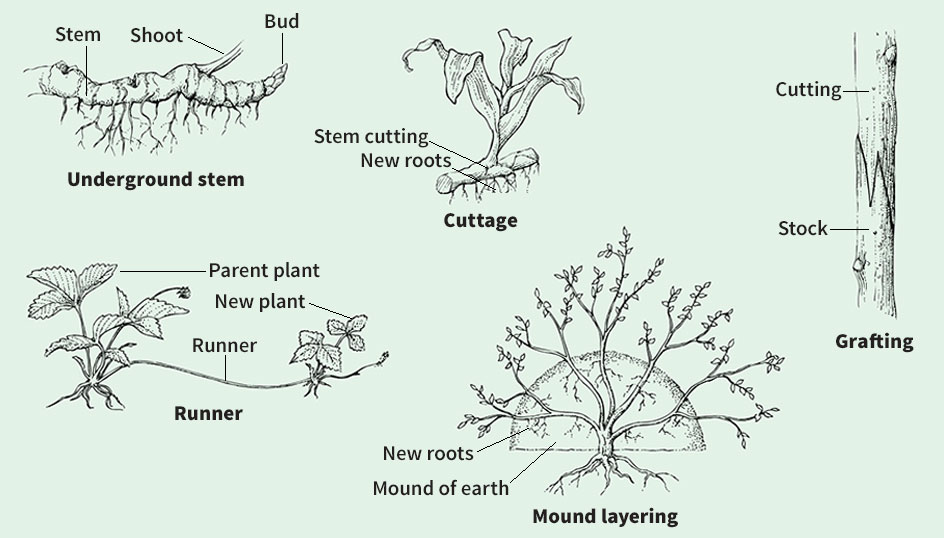 Vegetative propagation