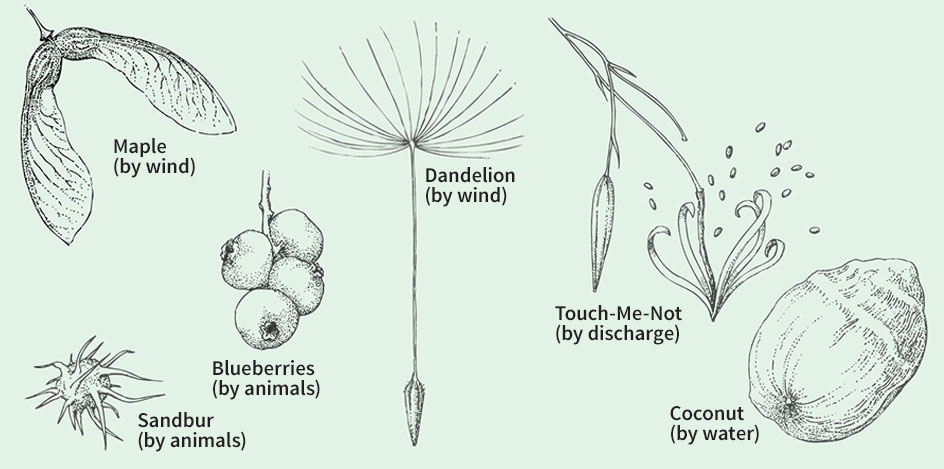 How seeds are dispersed