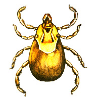 American dog tick