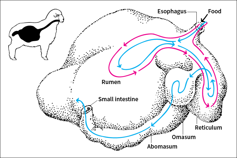 Stomach of a ruminant