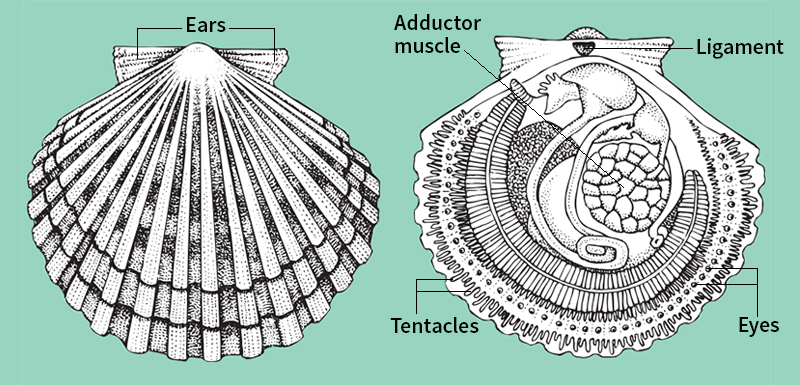 Scallop