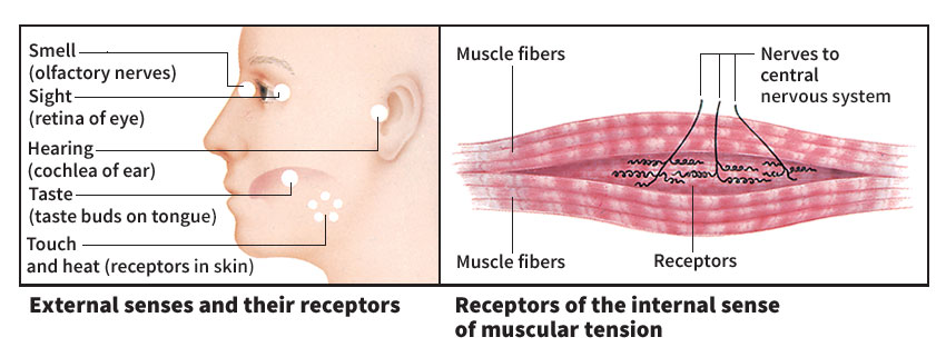 External and internal senses