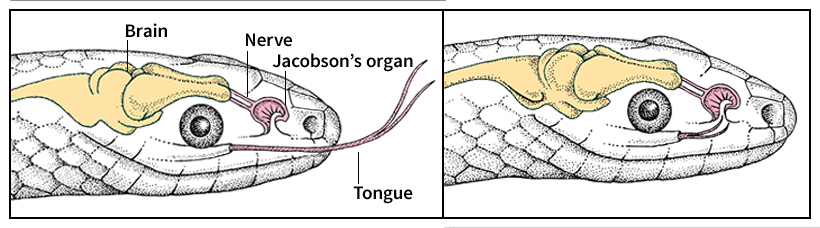 Jacobson's organ