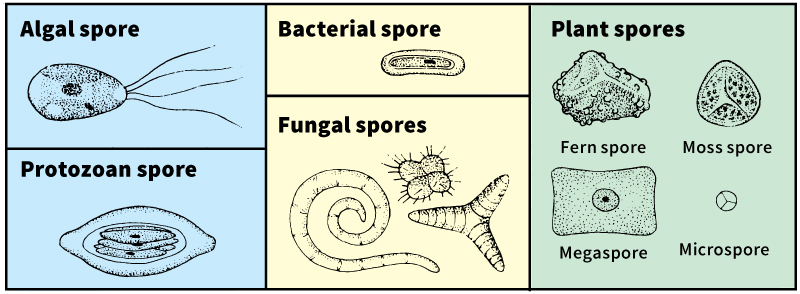 Some kinds of spores