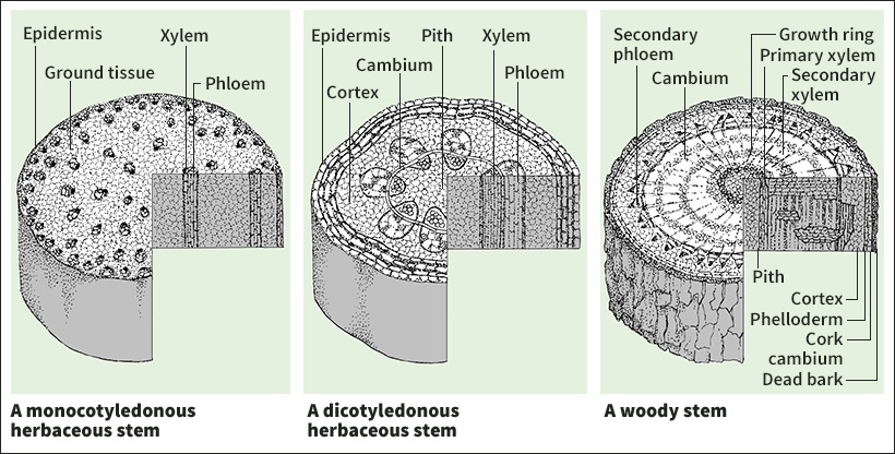 Structure of stems