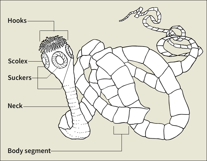 Pork tapeworm