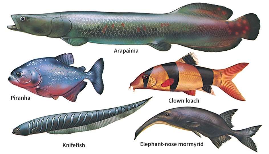 Fish of tropical fresh waters