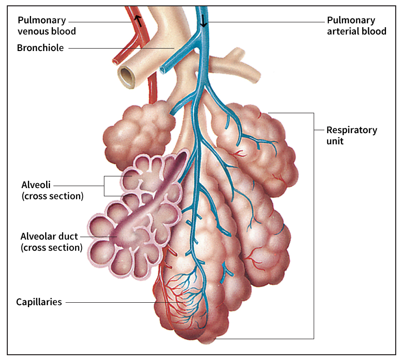 Respiratory unit of a human lung